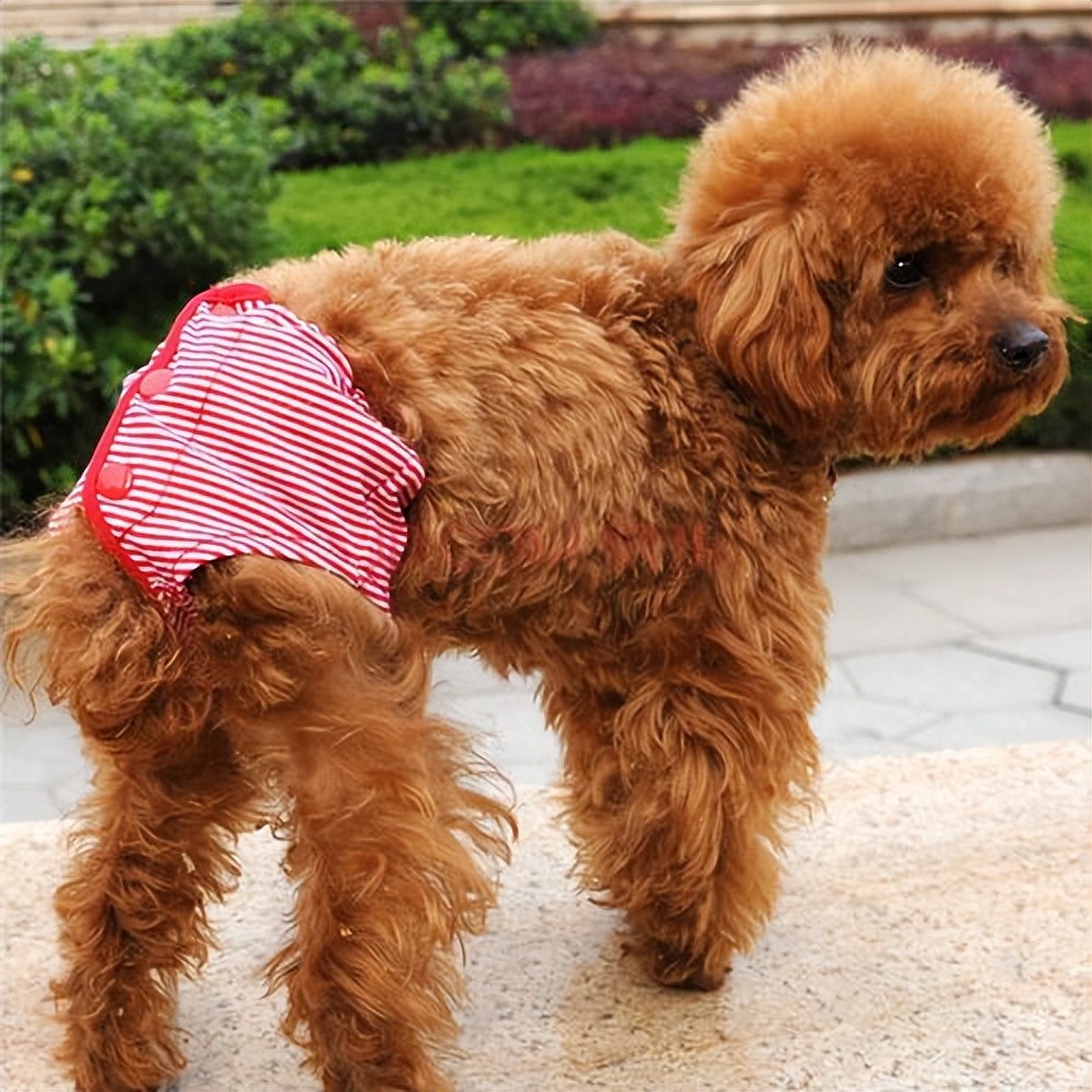 为什么狗狗会有口臭,狗狗为什么有狗味