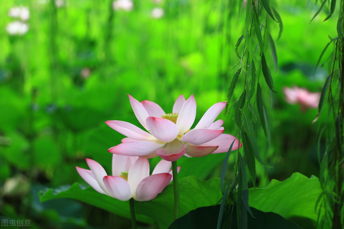 寻一首咏荷七绝,七绝·咏荷