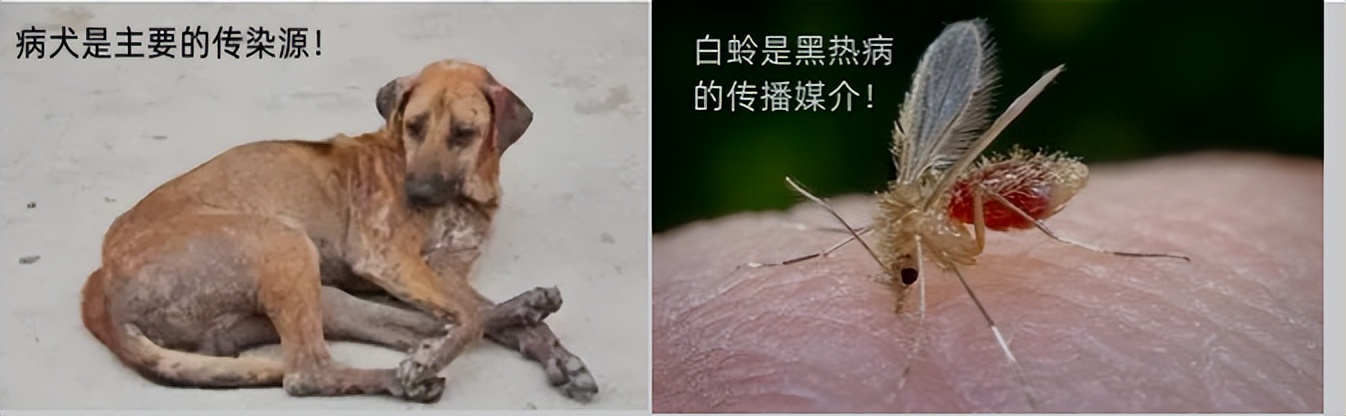 哪些寄生虫的感染阶段是虫卵,什么情况下会感染寄生虫