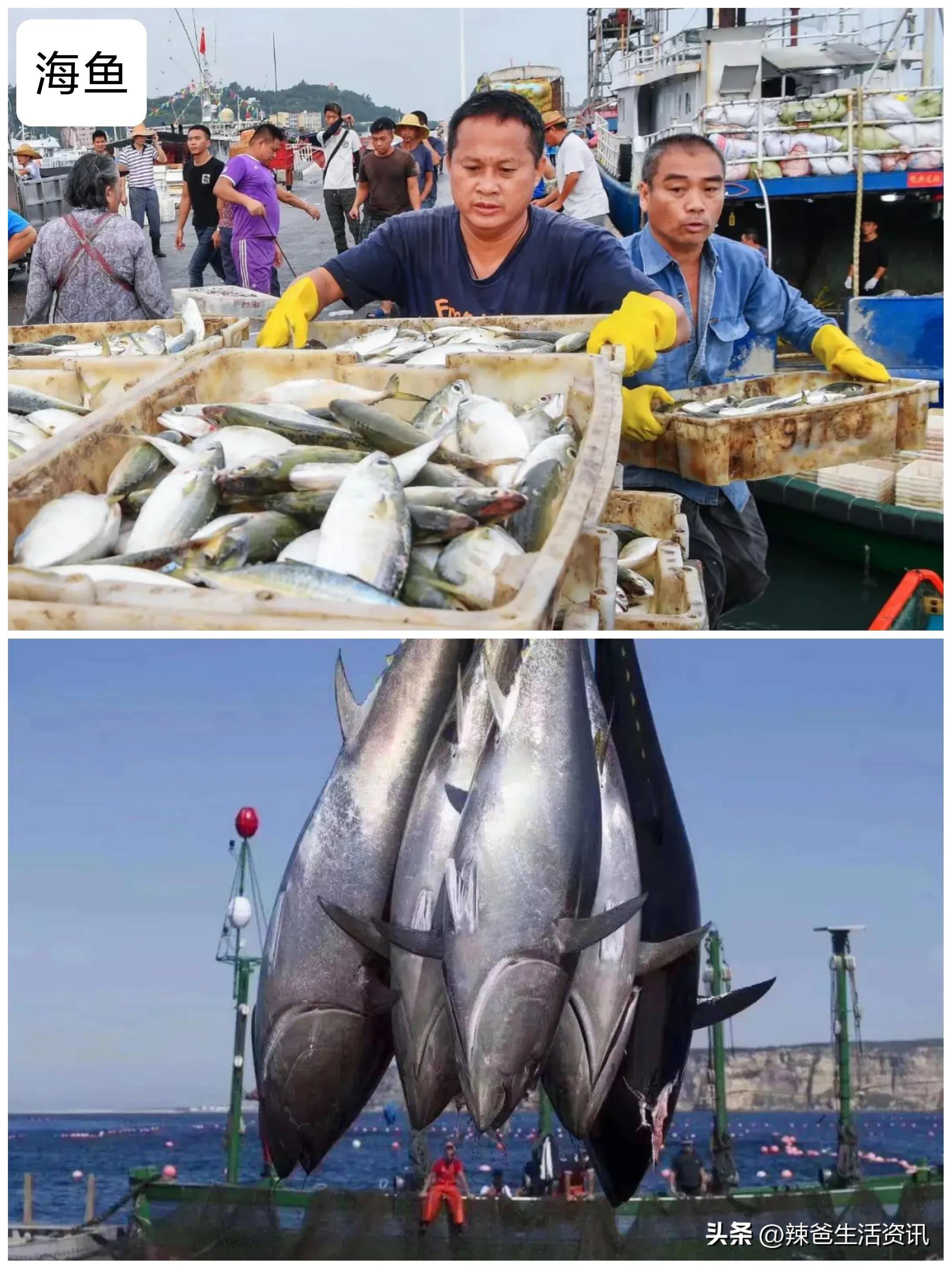 30种最常吃的海鱼做法,家常有哪些海鱼最好吃