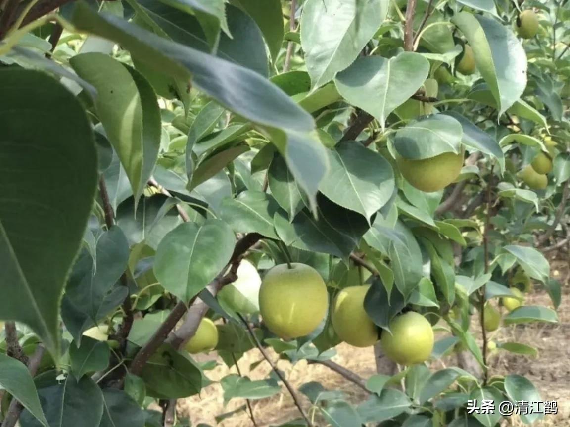 梨果病害图片大全,梨果不套袋病虫害防治技术