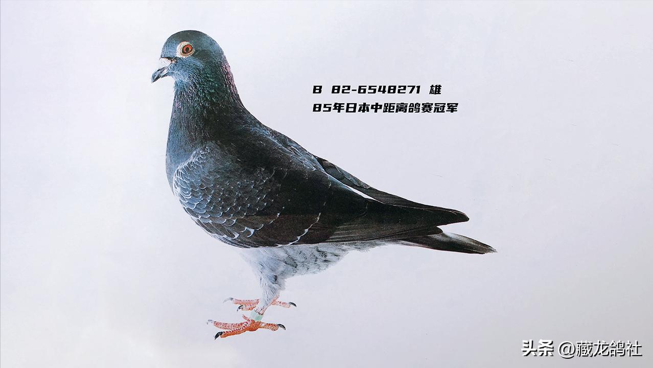 西翁鸽有多厉害,西翁顶级种鸽图