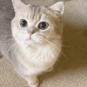 哪种猫比较温顺又好养,哪种猫最温柔最听话又好养