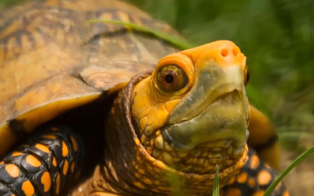 养北美鳄龟的龟友,箱龟种类图片大全