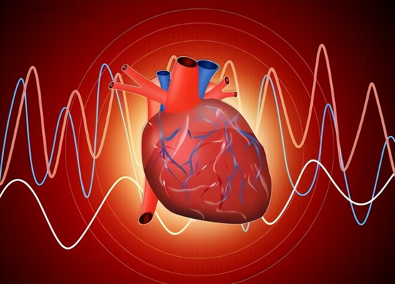 心跳快与心跳慢哪种寿命长,心跳快慢和长寿