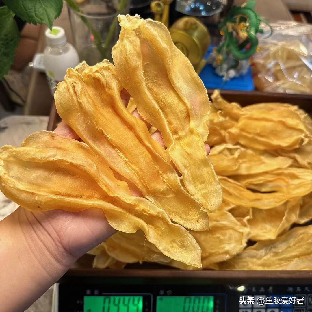 北海胶热销,北海鱼胶的营养价值