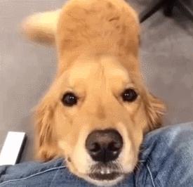 金毛犬为什么爱舔自己的毛,金毛幼犬为什么一直舔主人