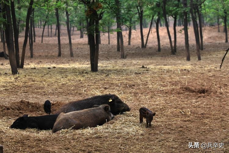 野猪林诡异事件,野猪林神秘事件