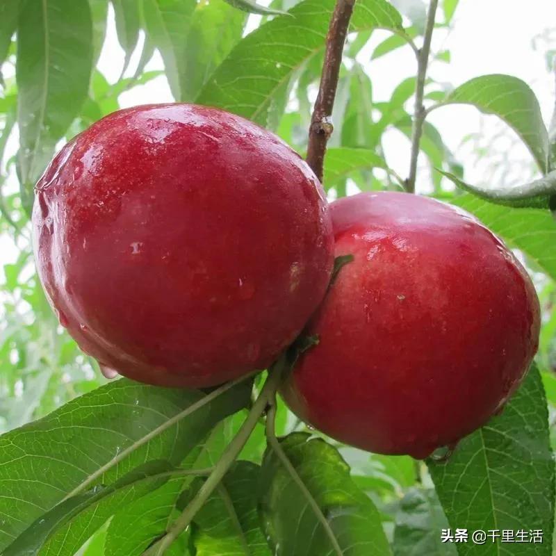 桃子熟了山东蒙阴黄桃,蒙阴蜜桃中国三大名桃