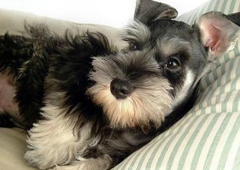 产后一个月的雪纳瑞犬，还会流出红色粘液，该如何治疗呢？