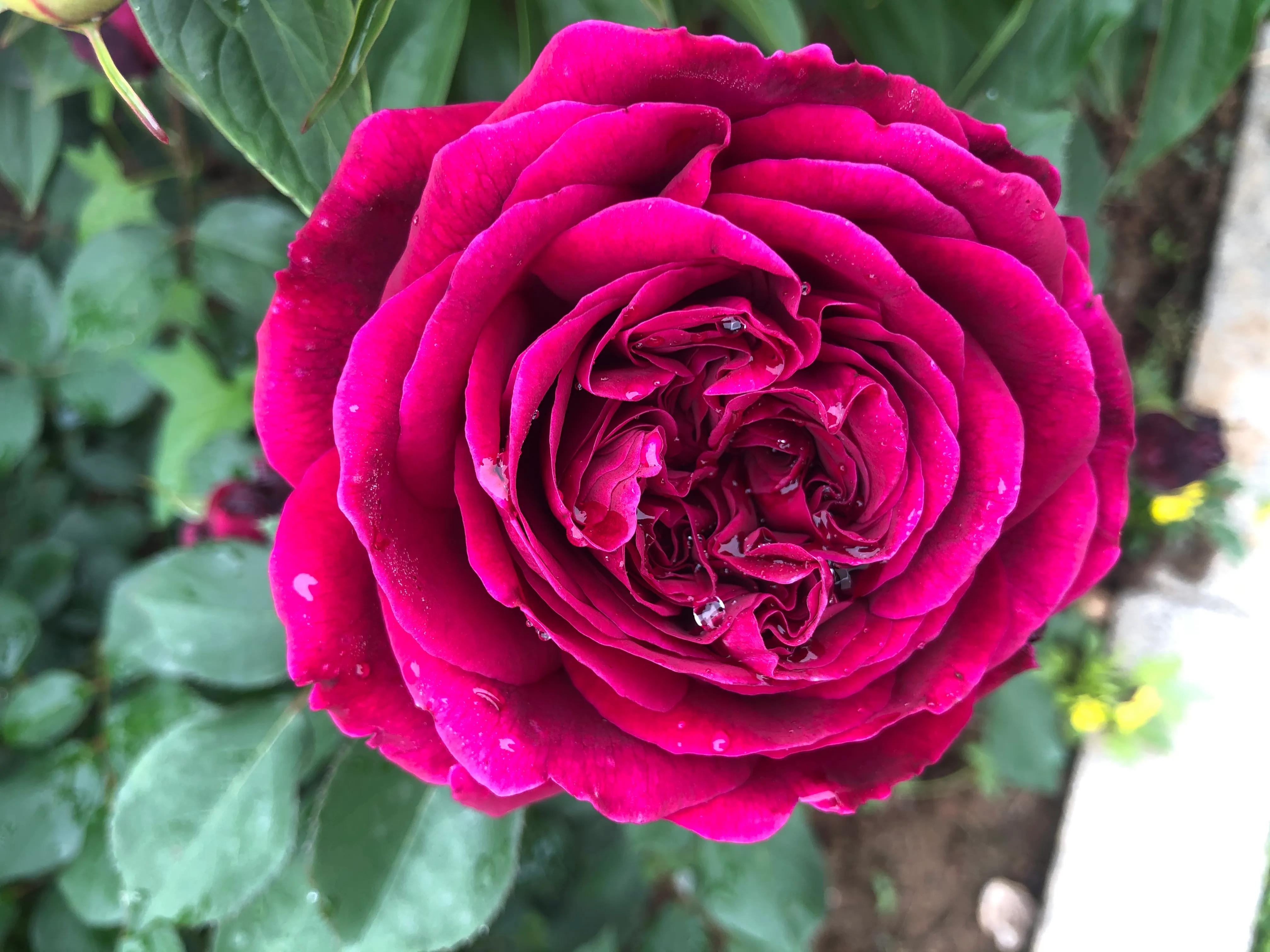 因好奇紫黑色秋花入手的月季皇宫，没想到春花和夏花这么雍容华贵