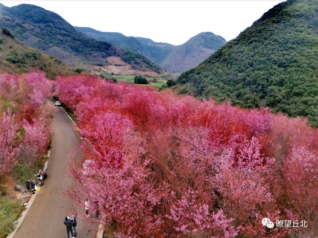 赏花来这里这是云南的专属浪漫,五月来昆明遇见紫色花海