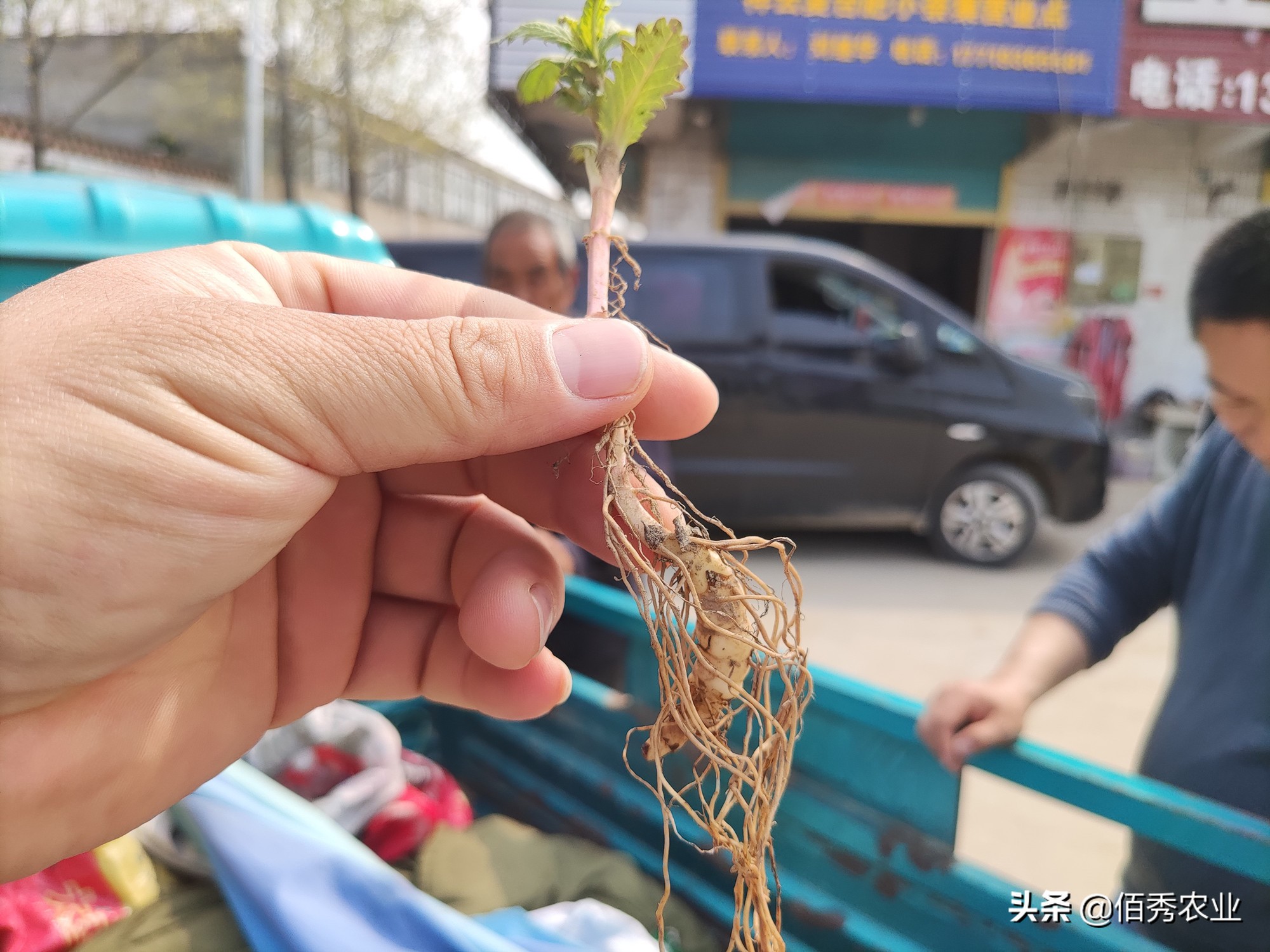 买虫草苗是不是骗人的,农村老人卖植物