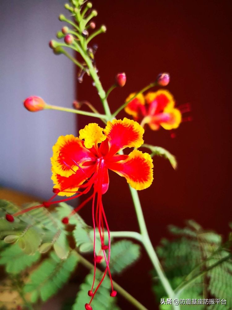 从发芽到开花的乐趣,从种子到果实成熟的感悟