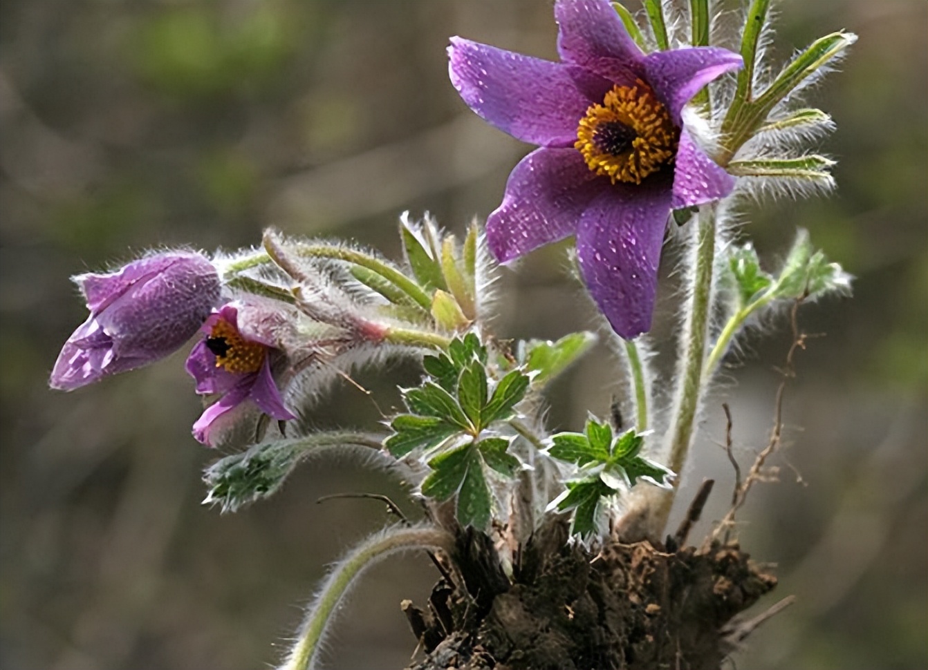白头翁与黄连治疗痢疾的区别,白头翁治病毒性痢疾的方子