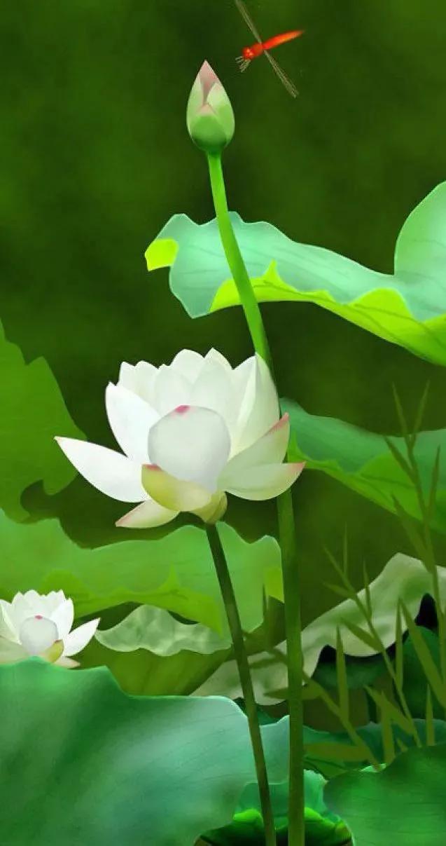 漂亮美丽的荷花壁纸,雨中荷花壁纸荣盛城