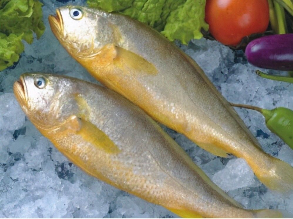 野生17斤多的大黄鱼到底有啥营养,真正的野生大黄鱼是怎么样的