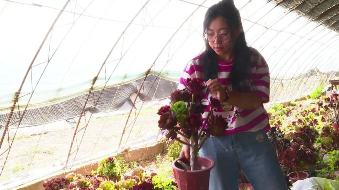 乡村振兴多肉,多肉种植成乡村振兴新宠