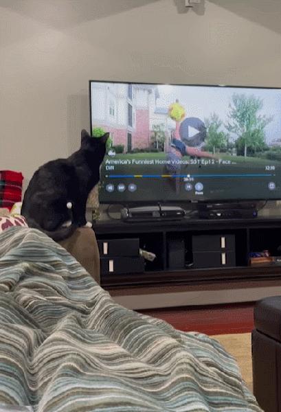 据说养猫超过3年，铲屎官都会变成神经病？