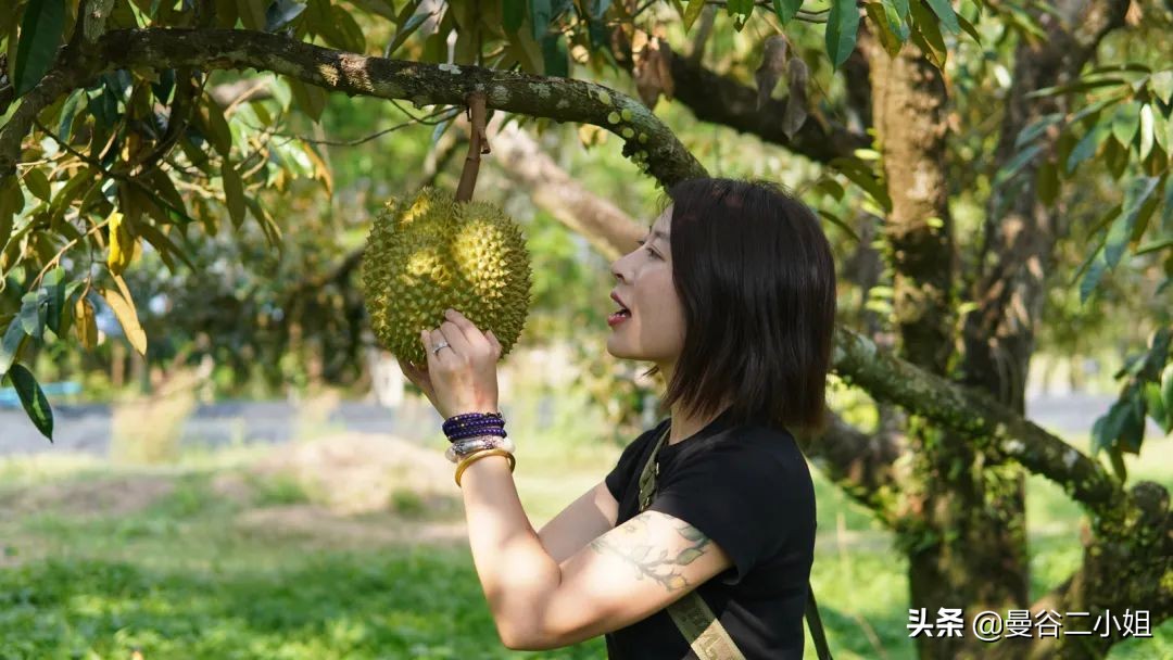 榴莲园带你看越南最美的榴莲,去泰国榴莲园里摘榴莲