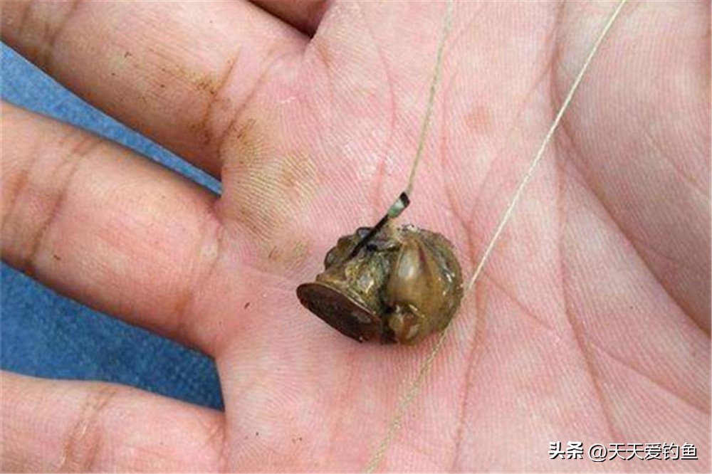 野钓没遇到过鲢鳙,野钓没上一条鱼