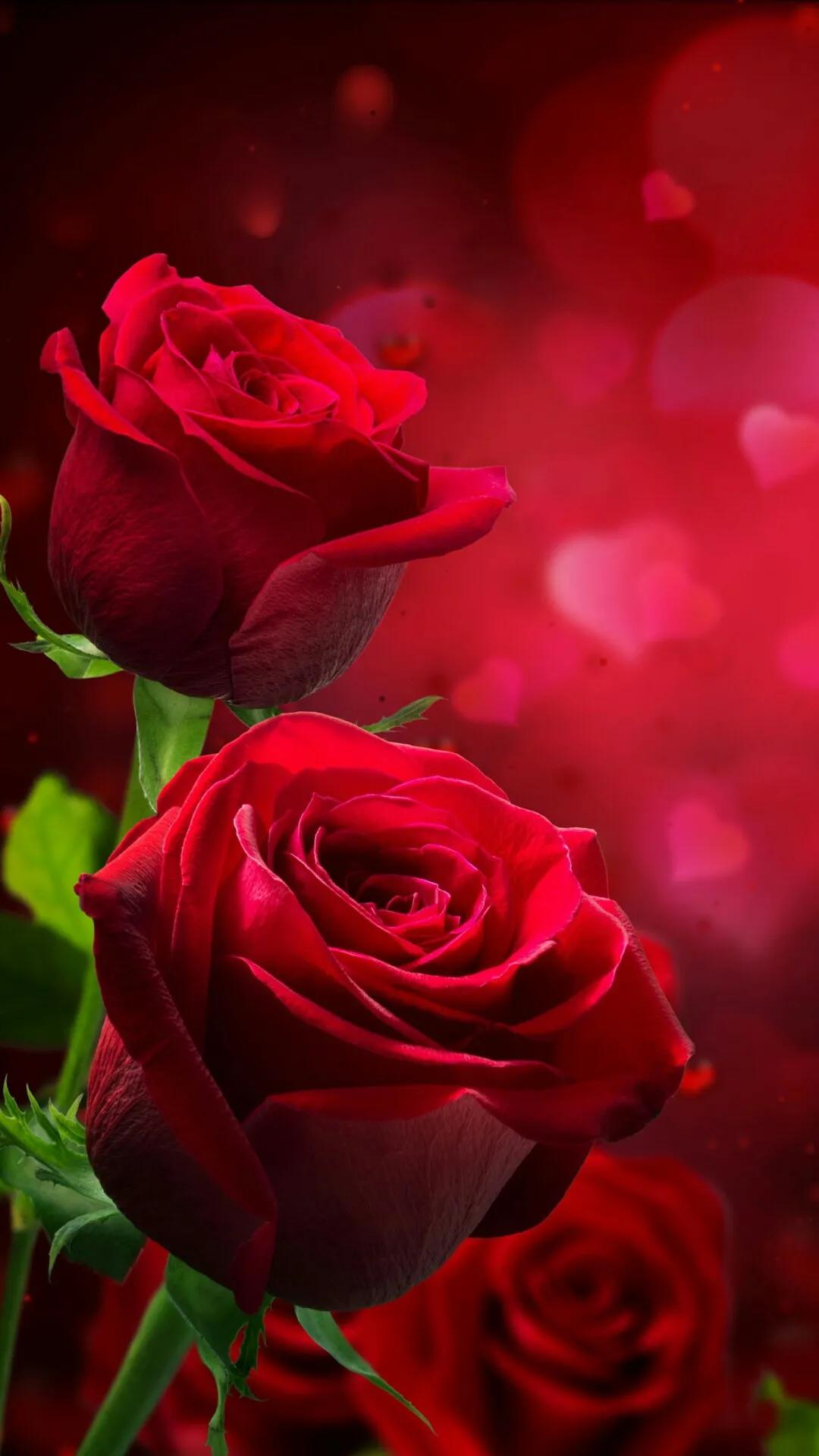 520浪漫玫瑰花壁纸,红玫瑰花壁纸大图