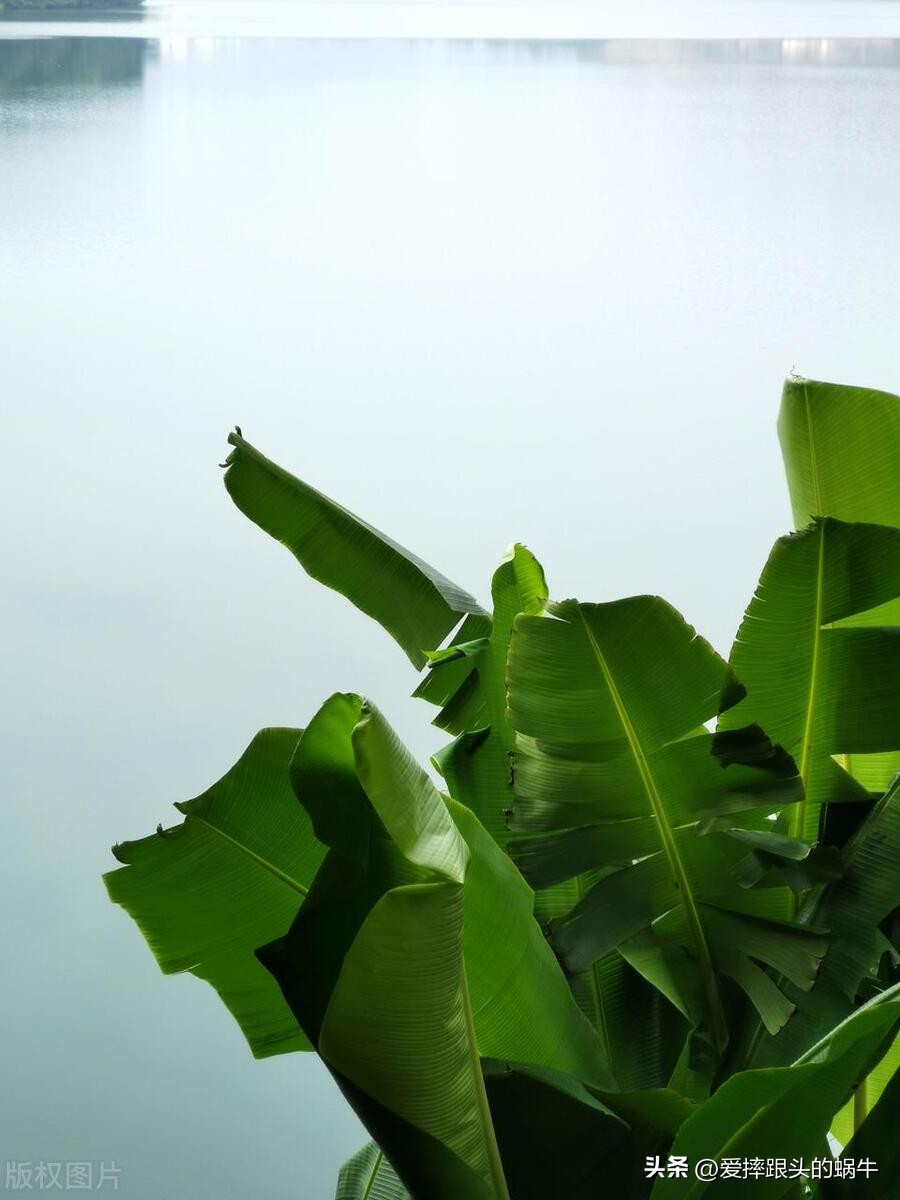 关于雨打芭蕉的古诗词,描写芭蕉的诗句雨打芭蕉