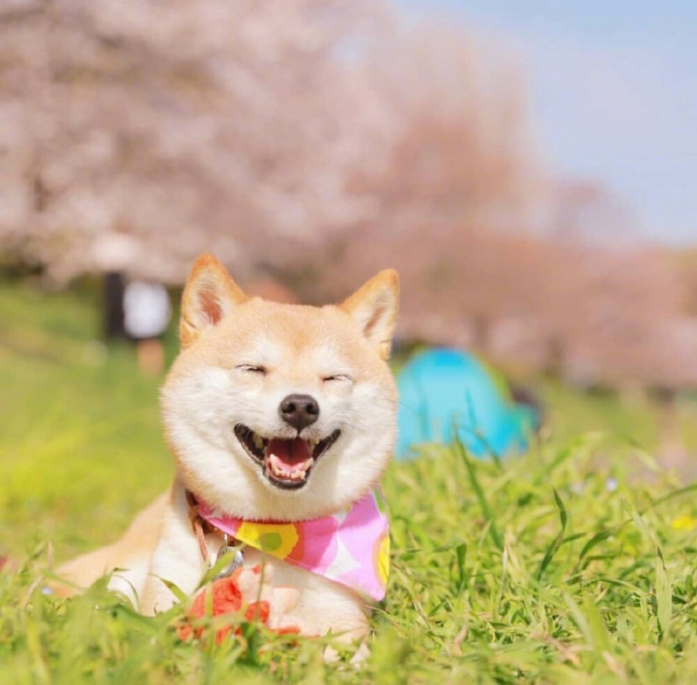 柴犬狗狗的优点和缺点,柴犬尴尬期变猴子脸