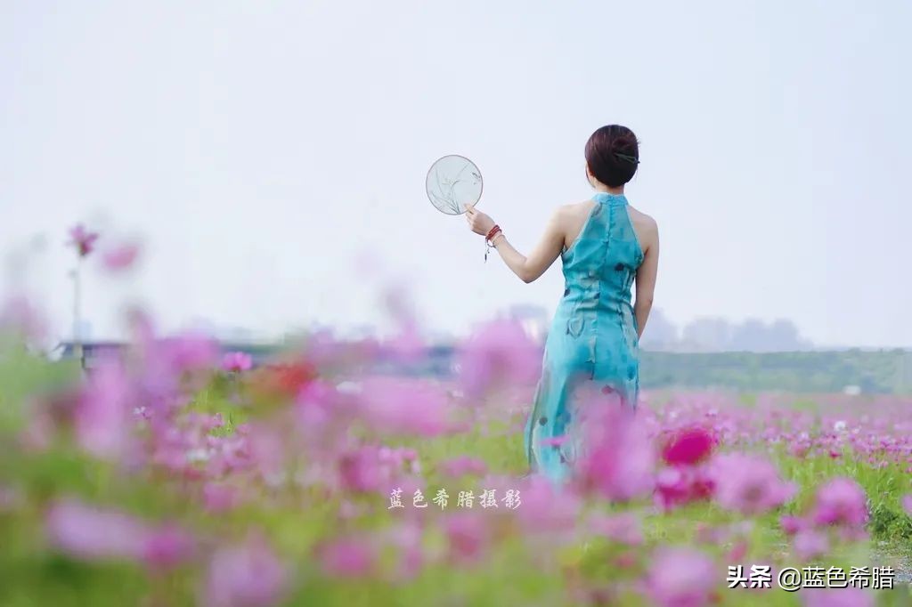 摄影波斯菊花海,上虞城南江上花海