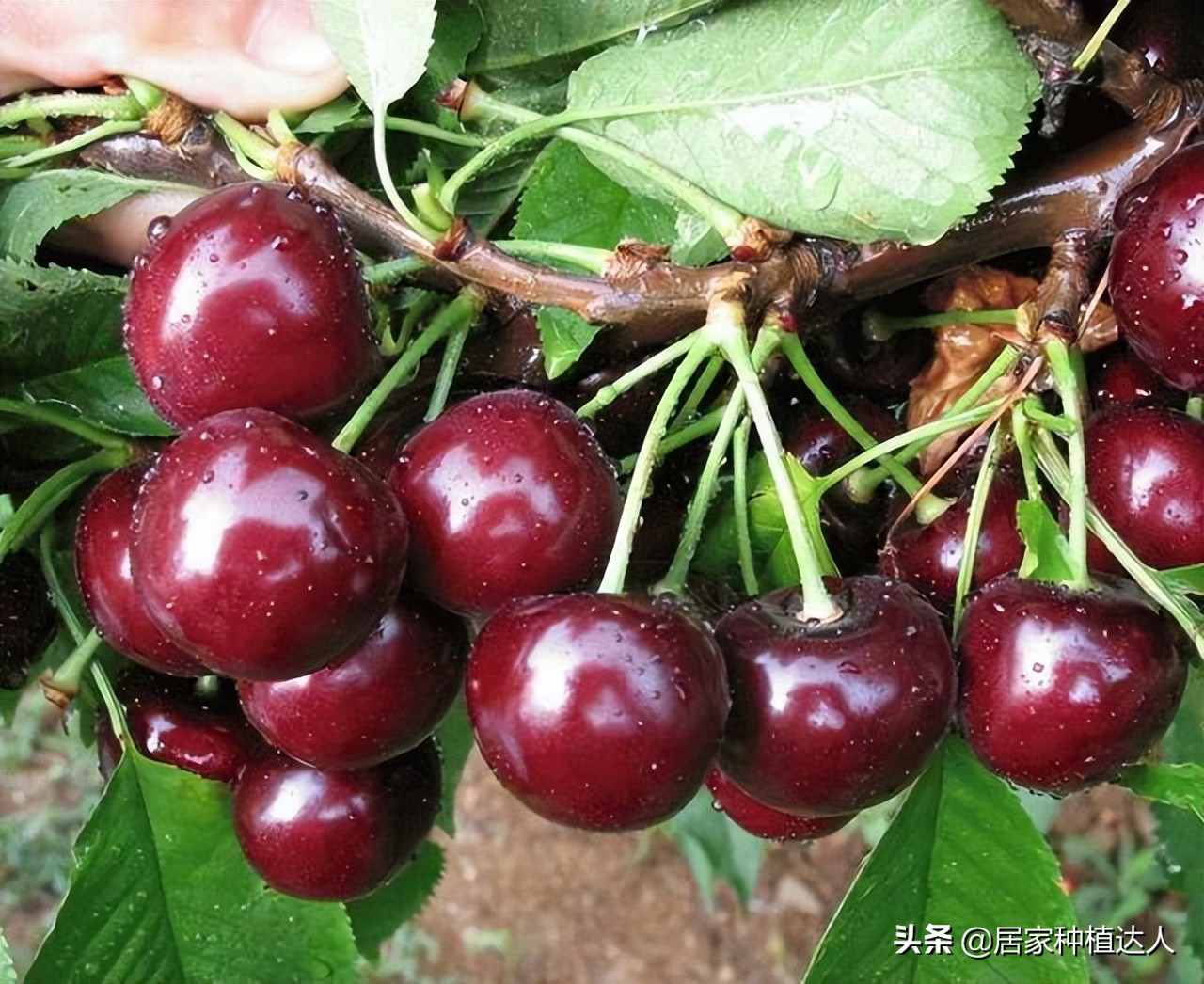 盆栽种植车厘子,庭院种植车厘子一棵能结果吗