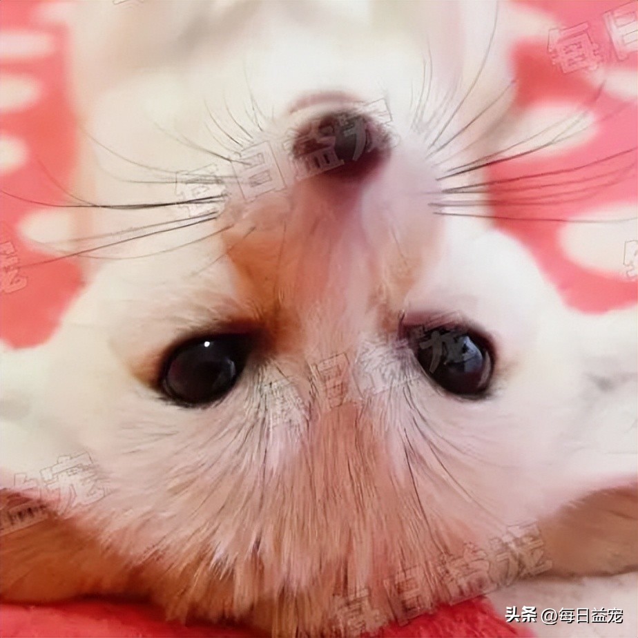 花500块在网上买的猫,6000元的纯种布偶猫