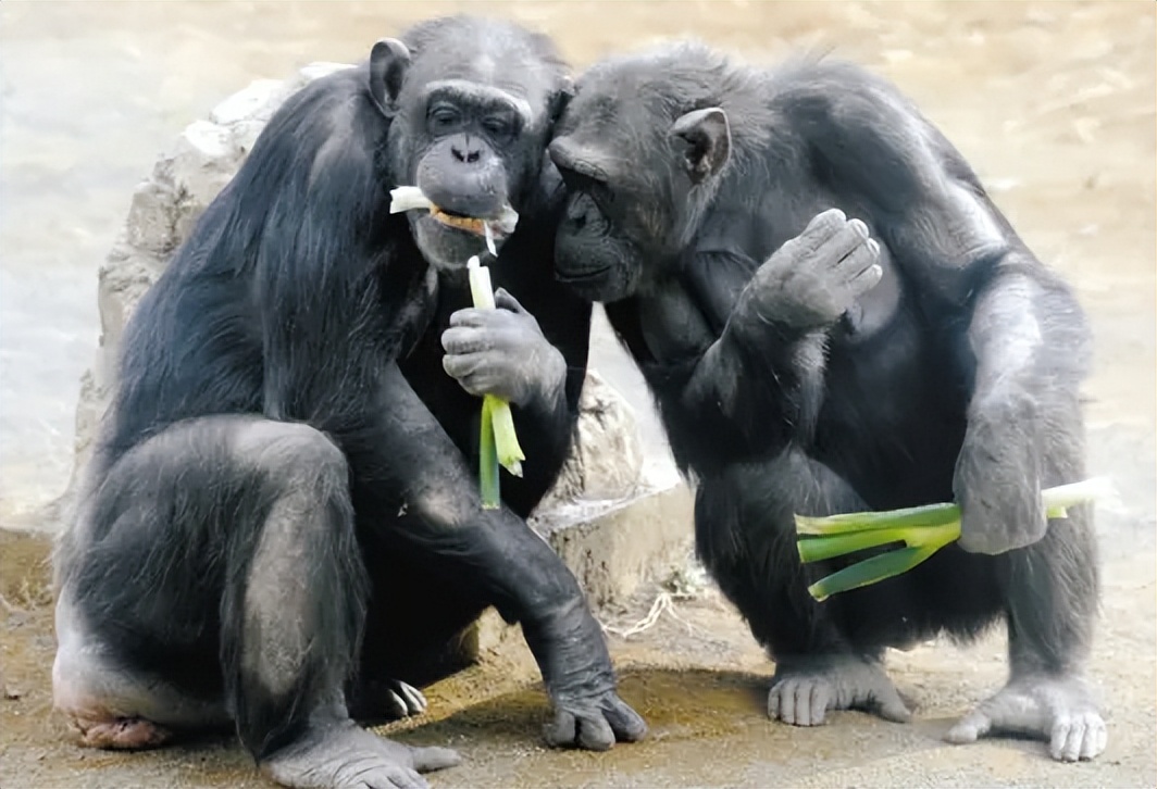 动物园的猩猩感染烟瘾,母猩猩染上烟瘾