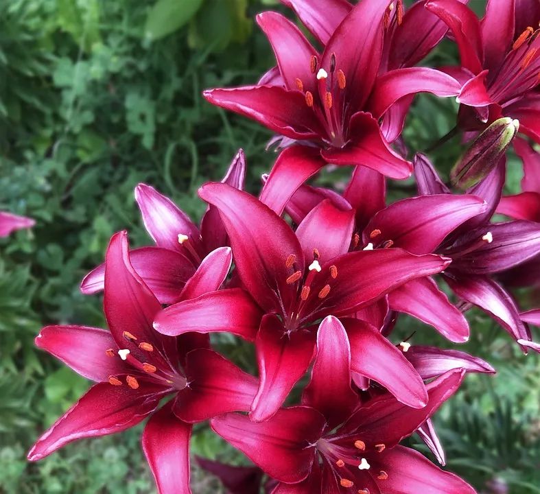 可以入药的百合品种,百合种类名称及图片及花语