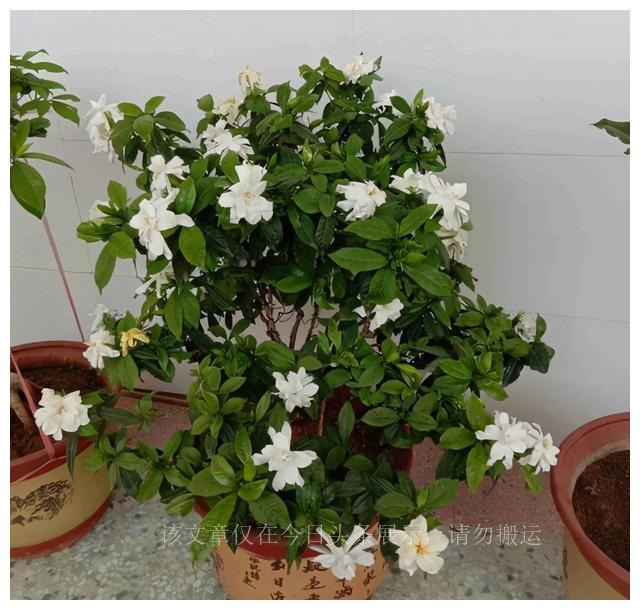 养好栀子花？5个窍门很简单，叶子绿出油，花开满枝香