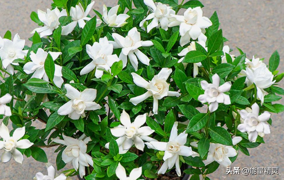 常见花的养护知识大全,各种花卉植物养护要点有哪些