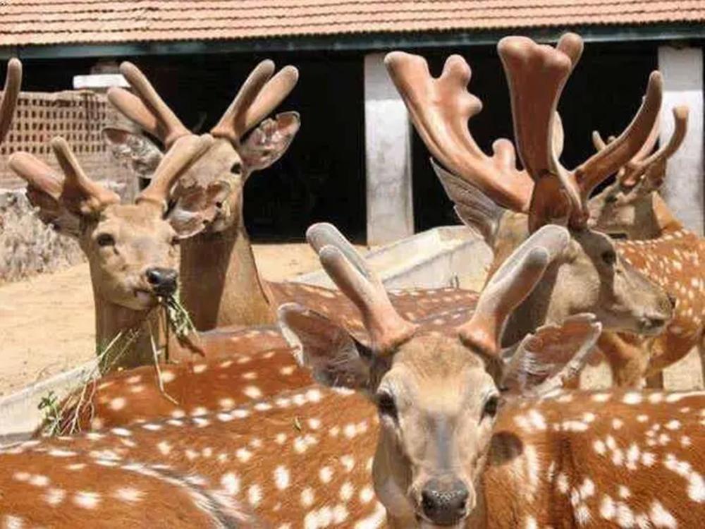 鹿茸和鹿血哪个补肾力量更强,鹿茸鹿血的功效与作用是什么
