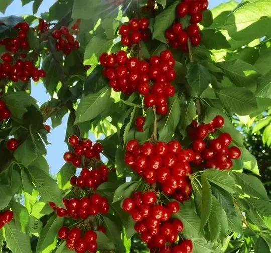 怀孕期间这6种水果不要吃哦,怀孕必吃的十二种水果