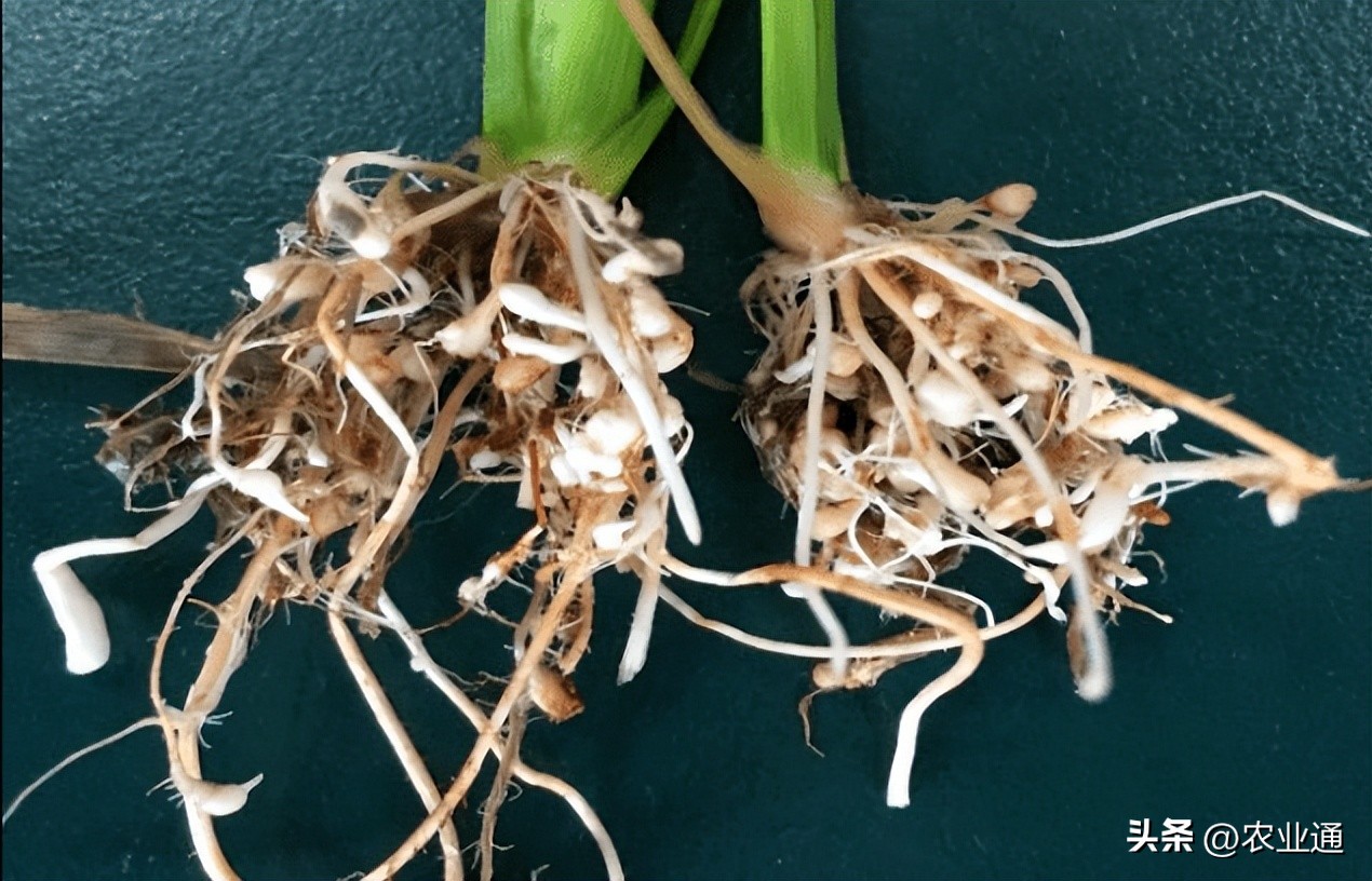 水稻根结线虫病识别与防治,水稻茎线虫病的发病原因是什么