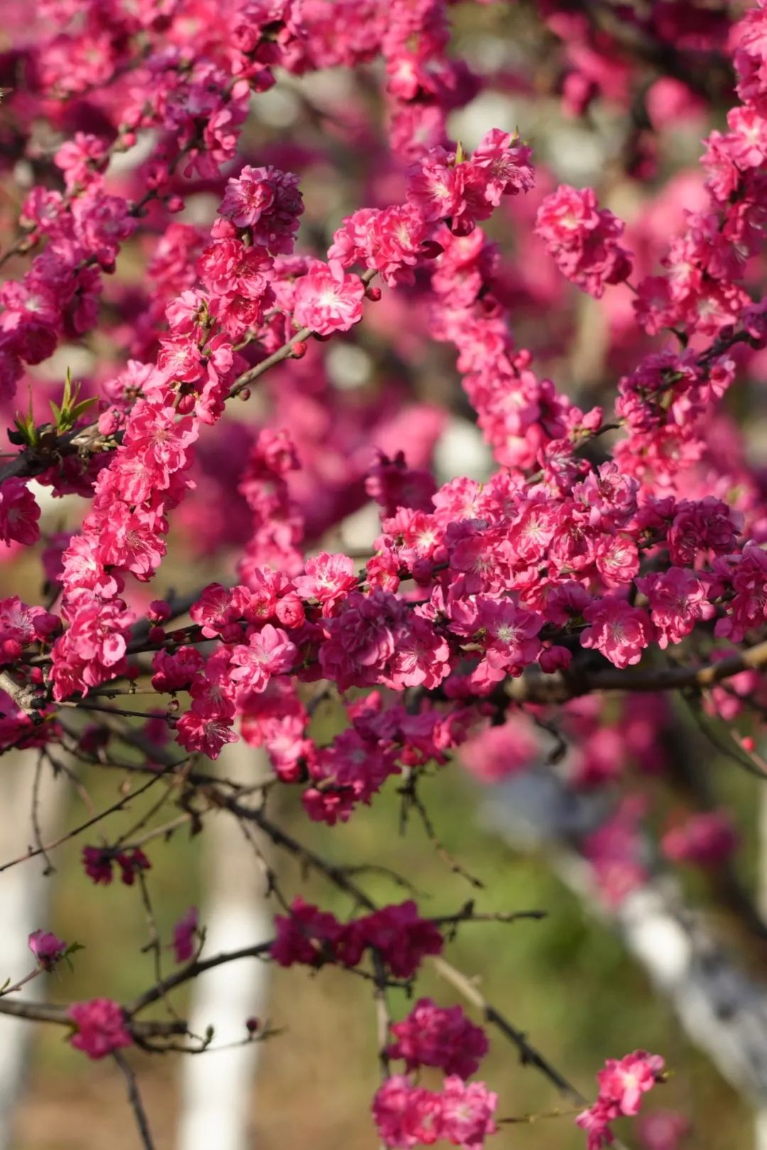 成都市区现实版桃花源记在哪里,成都公交可达的古镇