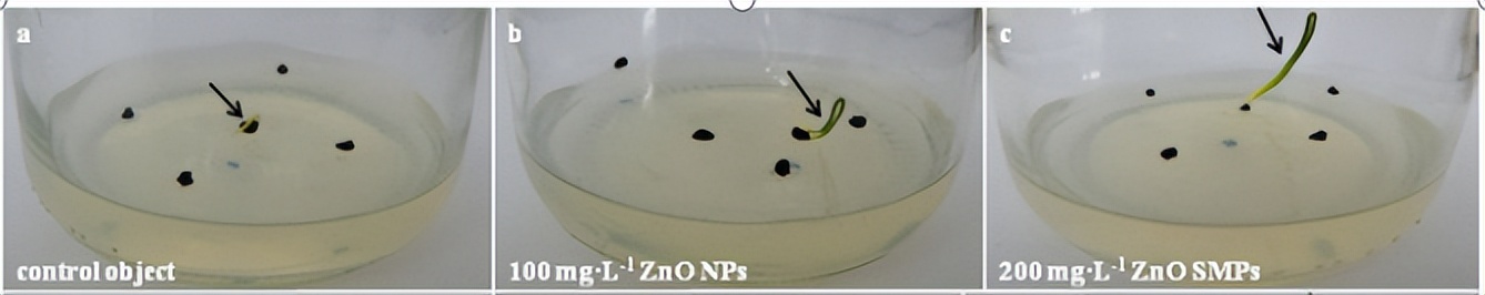 氧化锌在饲料里的作用,氧化锌纳米材料的制备