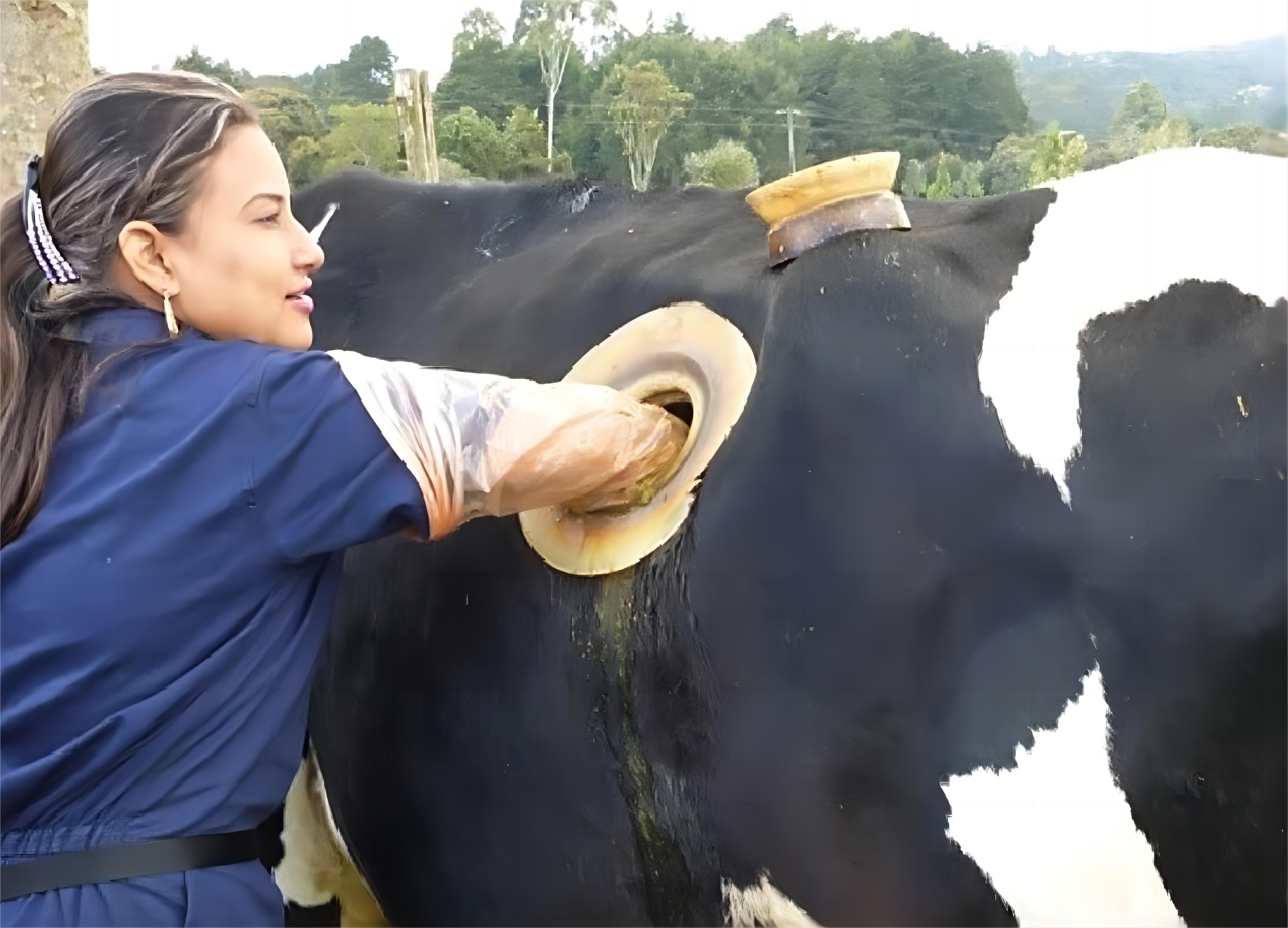 美国养牛开洞视频,国外养牛牛胃上开大洞