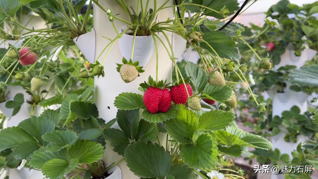 周末打卡地|去看“管道树”上的草莓and去摘冬日的第一颗草莓