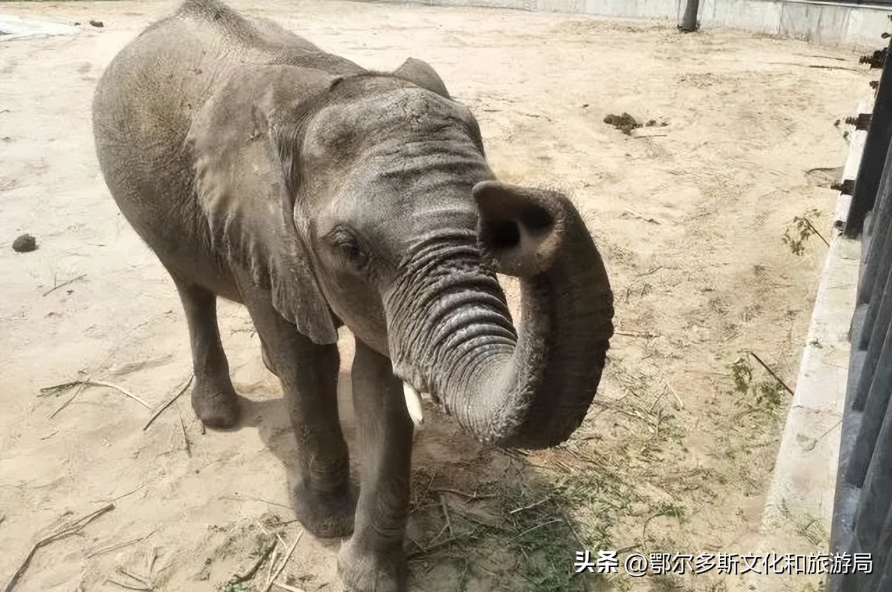 鄂尔多斯野生动物园和海洋馆门票,鄂尔多斯野生动物园海洋馆