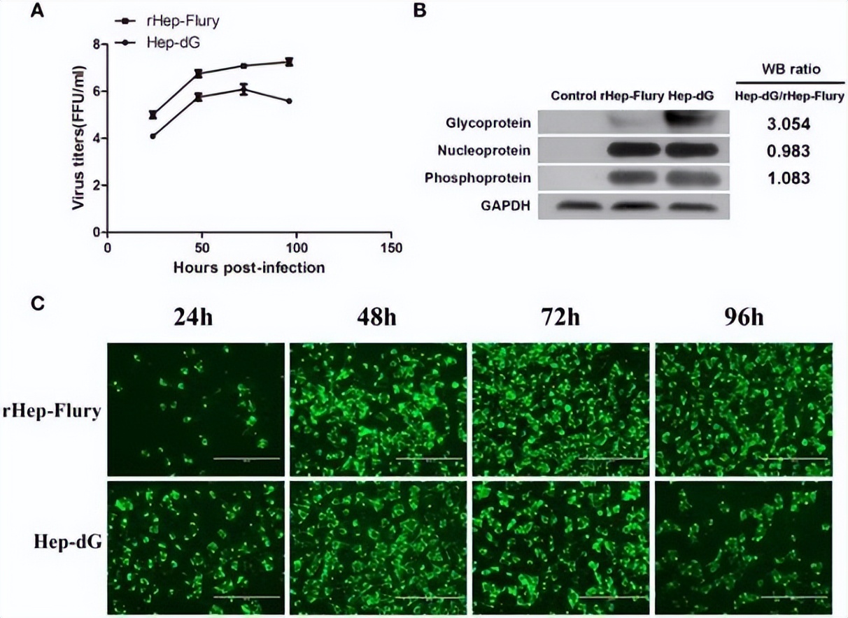 嵌合犬瘟热病毒Ｈ基因的重组狂犬病病毒的构建及免疫原性研究