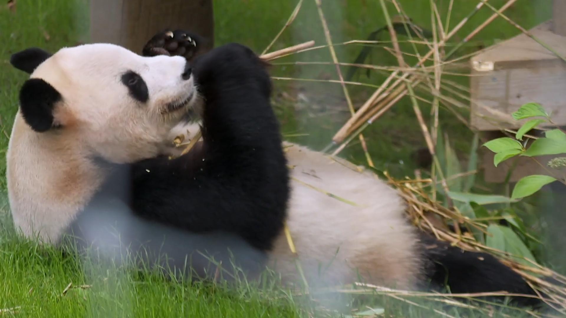 熊猫因为太能吃，1年花费400万，竟然被别国“退货”？