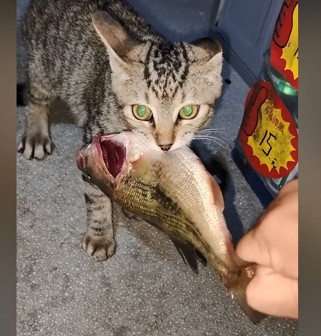 大哥暴晒1天钓了1条鱼,却被野猫盯上,小伙转账50块:这钱我出