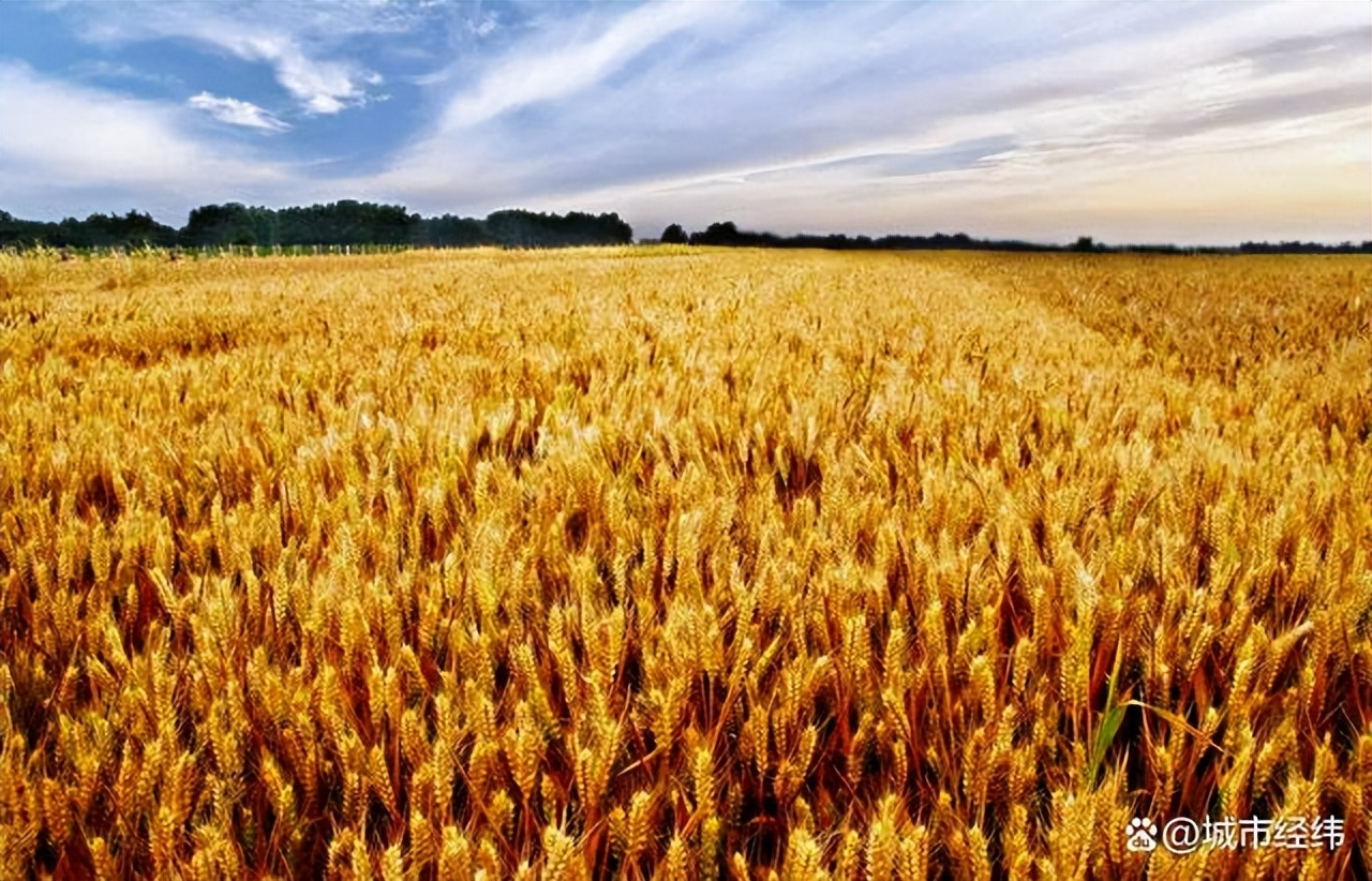 全国产粮大省排名榜,全国各省产粮大省排名