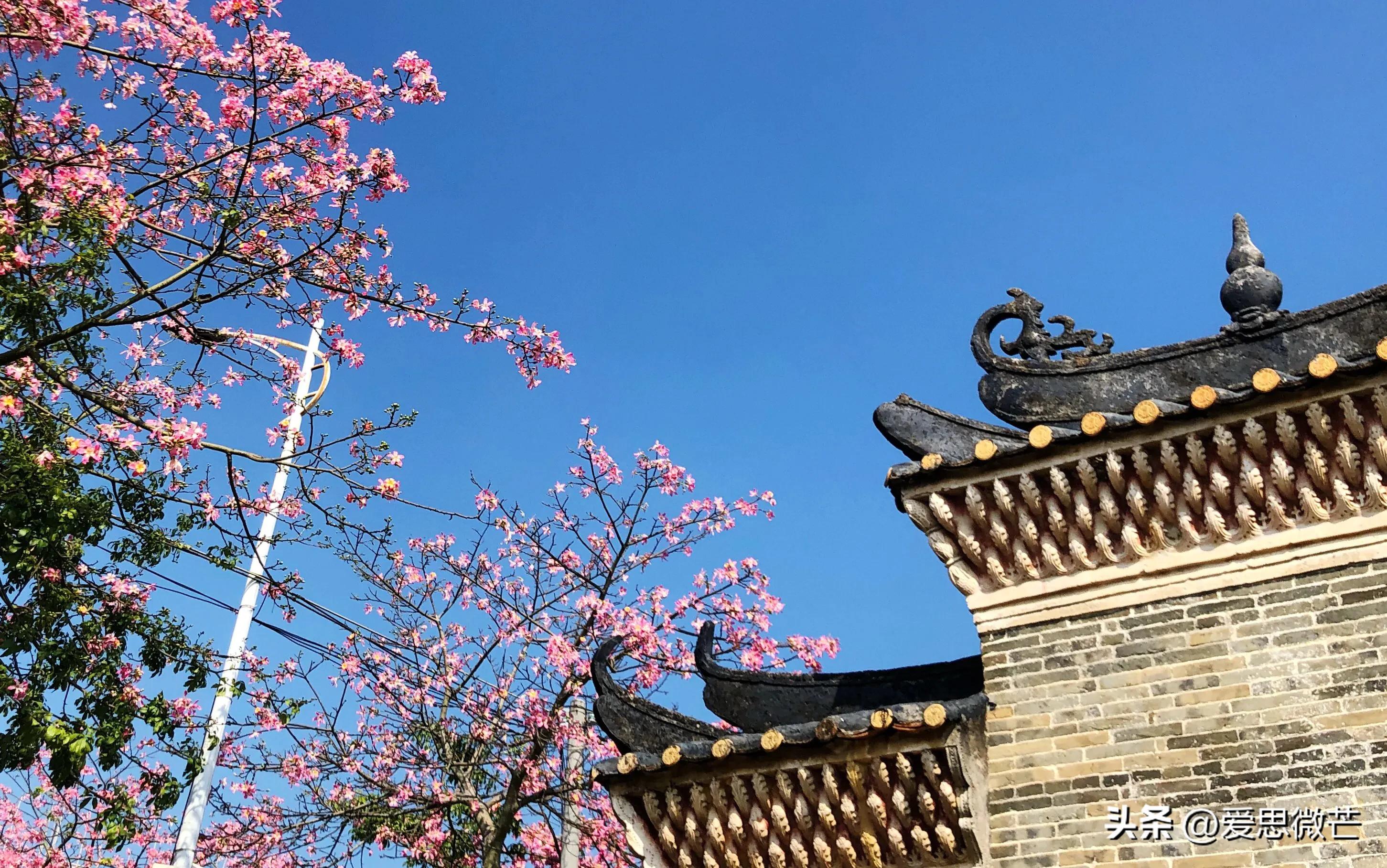 广州异木棉观赏地点,异木棉广州拍照