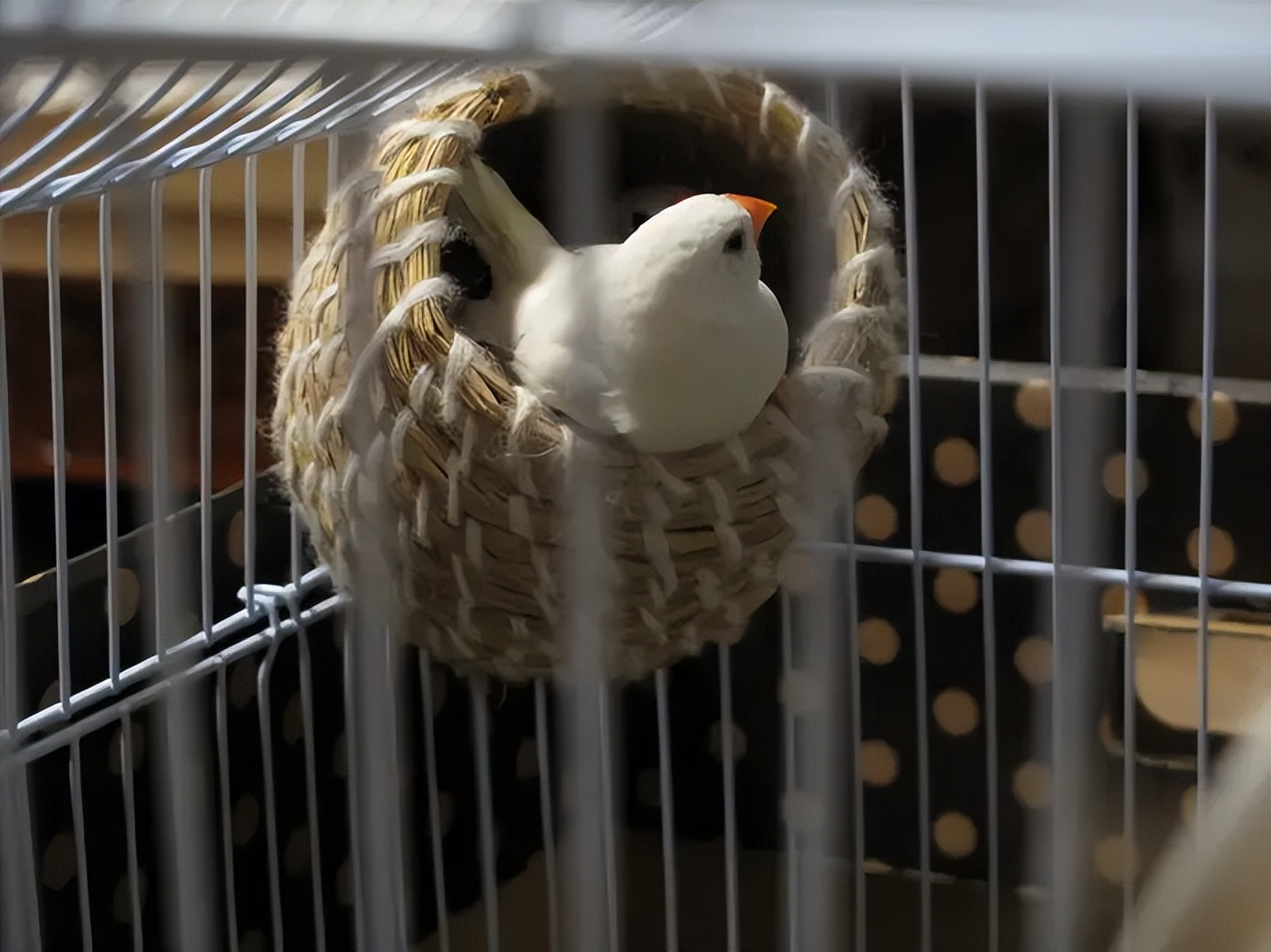 猫狗不停，除了猫狗，这些小可爱，你家的娃都养过了吗？