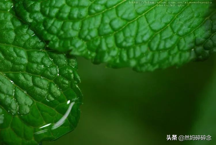 自制薄荷膏让你清凉一夏,自制艾叶薄荷膏